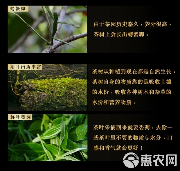 云南普洱茶农直销21明前头春迷帝贡茶古树茶大叶茶生普500克