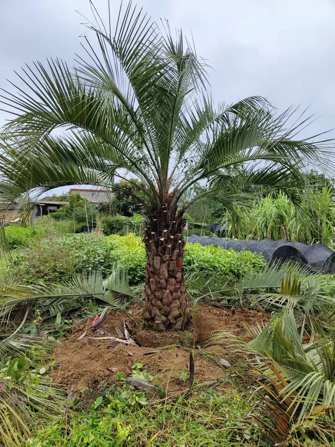 漳州杆高1米 自然高度3米 福建布迪椰子价格 椰子树 棕榈树