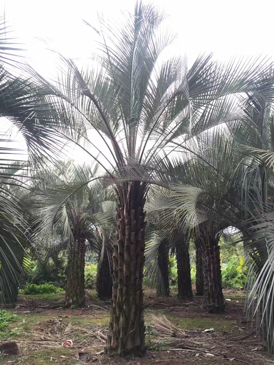 漳州桿高2.5米布迪椰子 自然高度4.5米 椰子樹 棕櫚樹