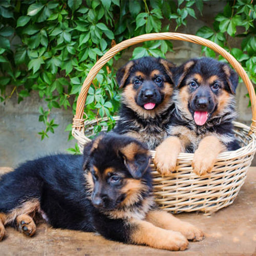 济南牧羊犬  精品德牧，疫苗齐全