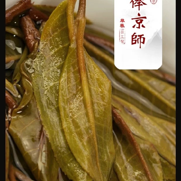 古树茶  云南普洱茶农自销300年古树迷帝岁俸京师单株茶树王