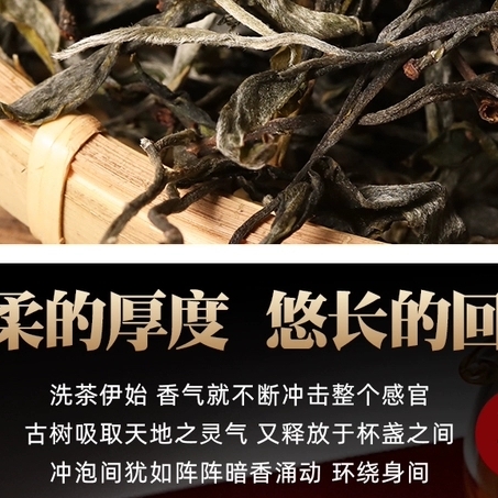 云南普洱茶农直销21明前头春迷帝贡茶古树茶大叶茶生普500克