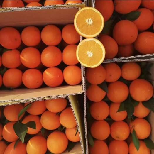 安远县脐橙  赣南血橙 赣南龙回红橙 卡拉血橙升级品种