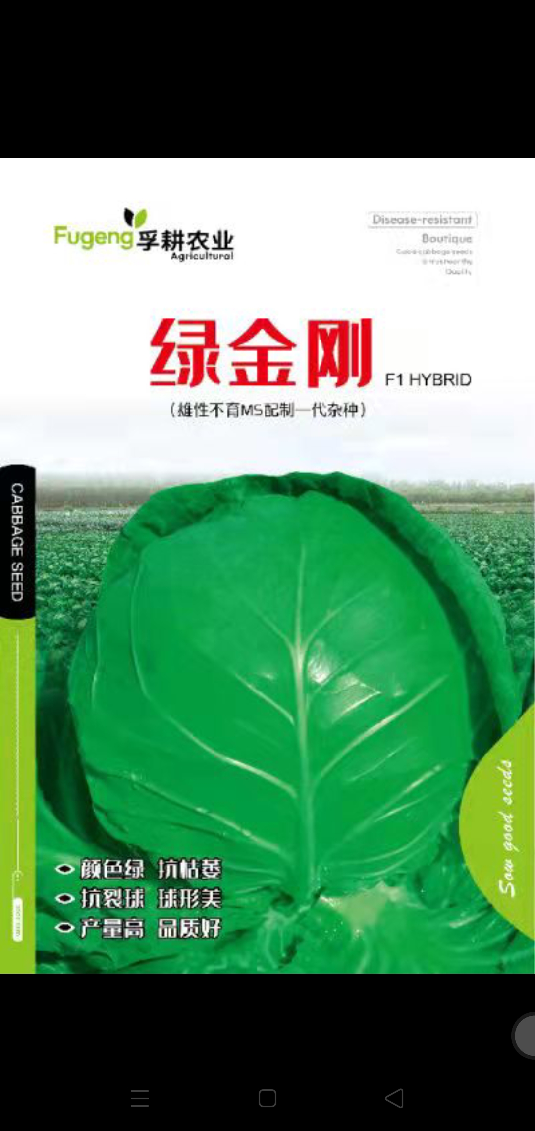 北京绿甘蓝种子  绿金刚甘蓝，抗病、产量高、品质好，