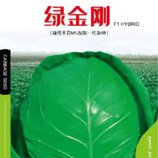 绿甘蓝种子  绿金刚甘蓝，抗病、产量高、品质好，