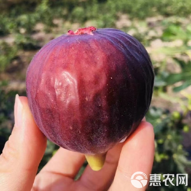 无花果苗波姬红无花果苗 青皮无花果苗