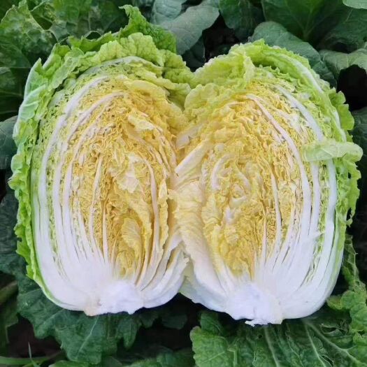 滕州市黄心大白菜
