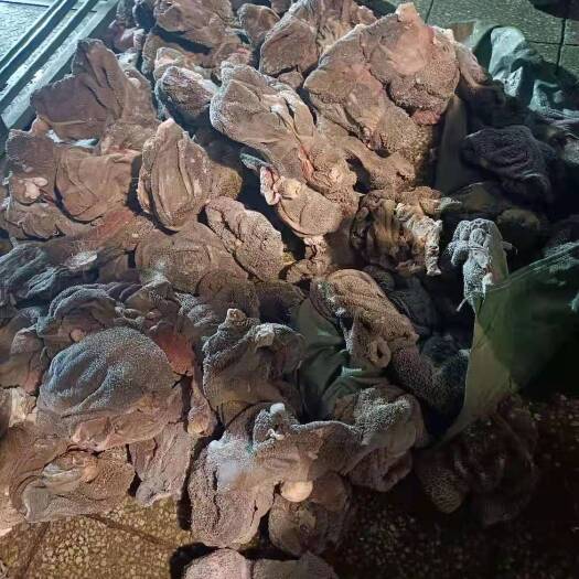 羊肚 草原直供草地羊毛肚免洗