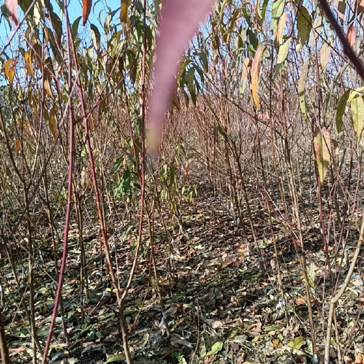 砀山县川中岛白桃苗 砀山桃苗早，中，晚，成苗，大量供应，出售，有要的联系