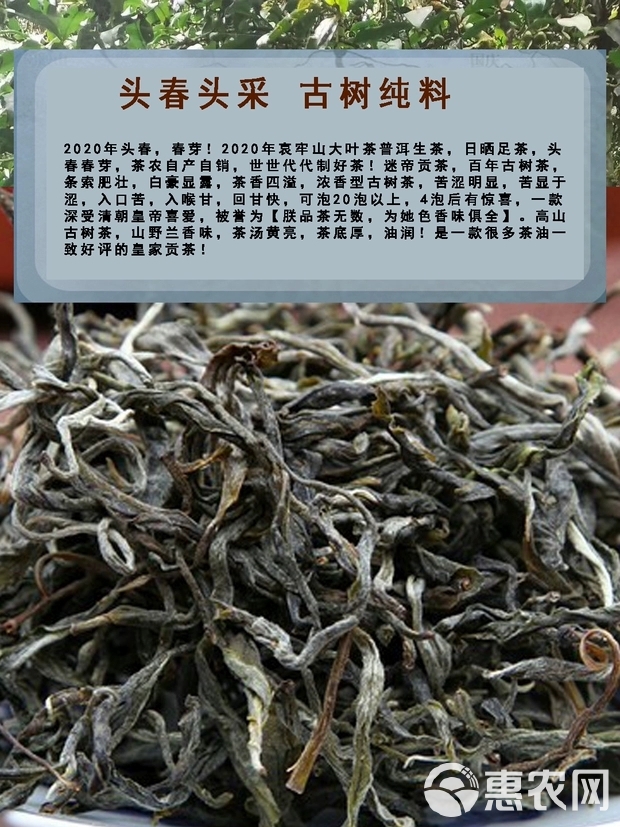 云南普洱茶农直销21明前头春迷帝贡茶古树茶大叶茶生普500克