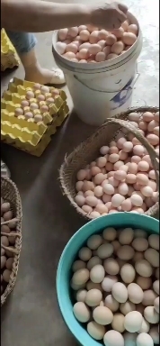 枞阳县散养土鸡蛋，吃玉米，五谷杂粮等。