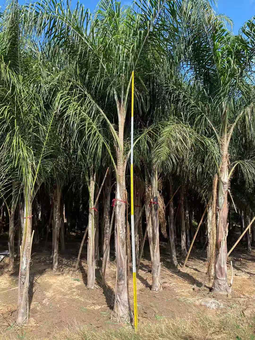漳州 杆高5米 自然高度 7.5米 皇后葵（金山葵）价格 棕榈树