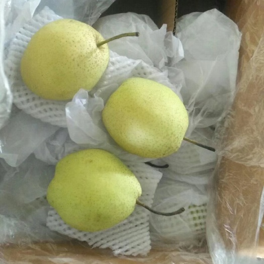 赵县赵县雪花梨之乡，，雪花梨，水晶鸭梨，皇冠梨，红香酥，品种齐全