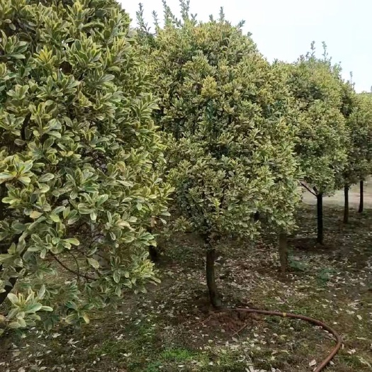 长沙 湖南苗圃直销 金边黄杨树 金边黄杨 高杆金边黄杨
