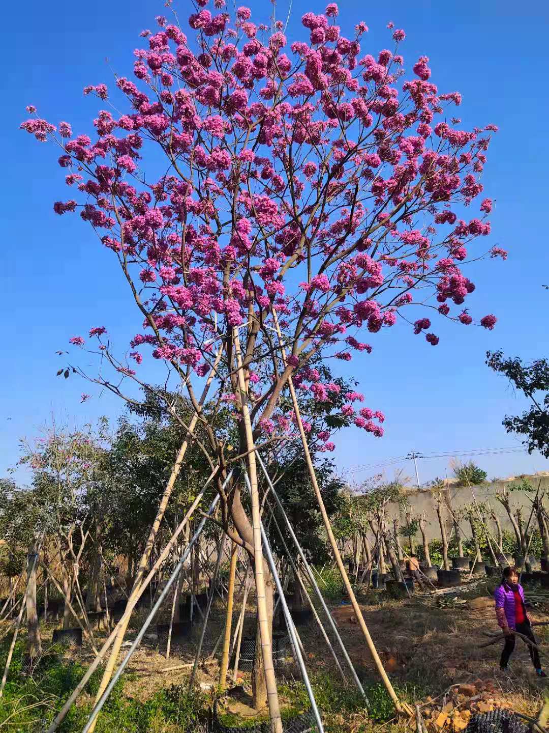 漳州米径15公分紫花风铃木 多花风铃木