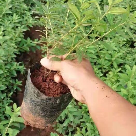 宜良县毛杜鹃 大量毛鹃在售