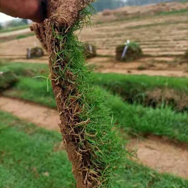 草  绿化草皮