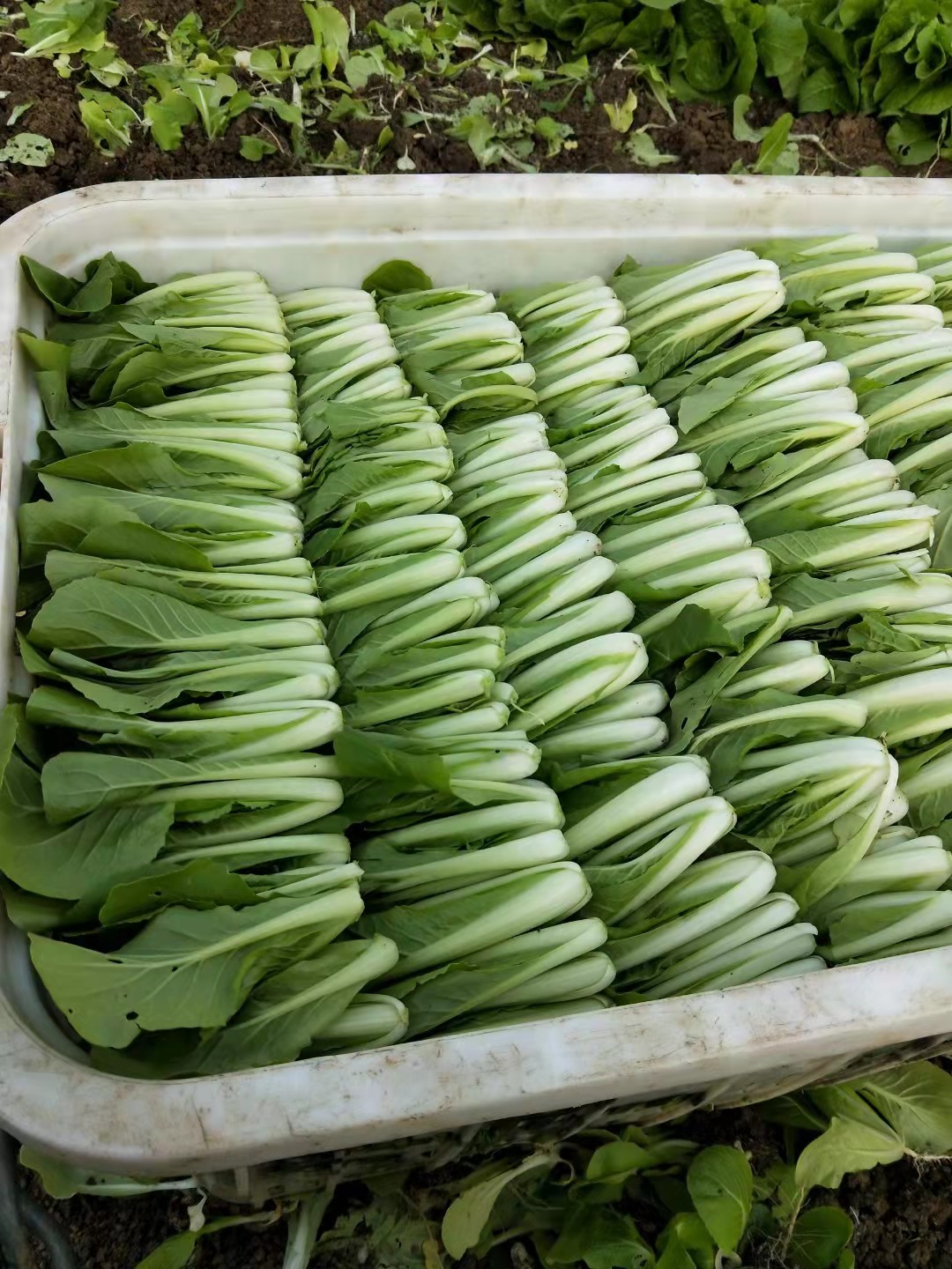 毛白菜 大量供应精品小白菜