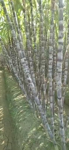 天柱县 好吃的甘蔗，水汁多，脆，甜。新老客户欢迎来下单！