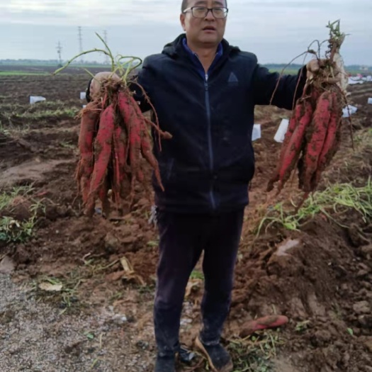 岐山县 脱毒种苗种植秦薯5号70万斤对外销售