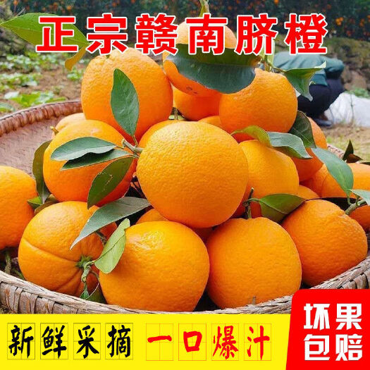 上犹县代发信丰江西赣南脐橙甜橙橙子新鲜采摘批发热卖