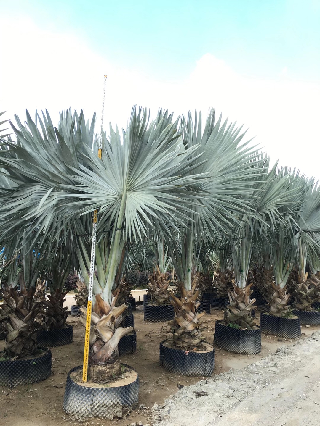 漳州杆高1米 自然高度3.5米 福建霸王棕价格 棕榈树 棕榈科