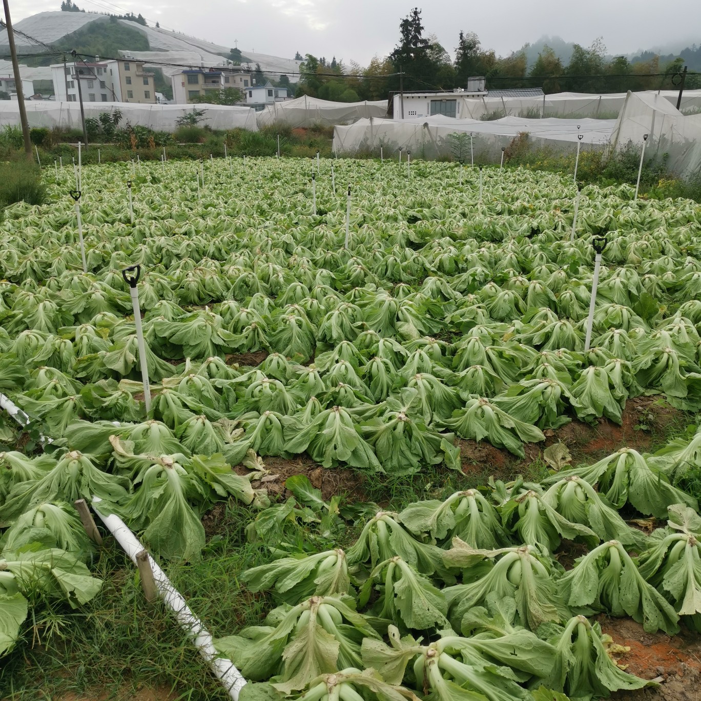 咸菜心开胃下饭桶装老坛发酵开胃下粥酱腌菜