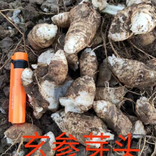 亳州玄参子芽  玄参芽，改良玄参芽头，一手货源，基地直供，