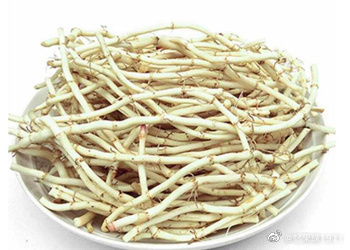 通道县鱼腥草根 