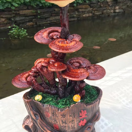冠县观赏灵芝  灵芝盆景家居摆件真灵芝