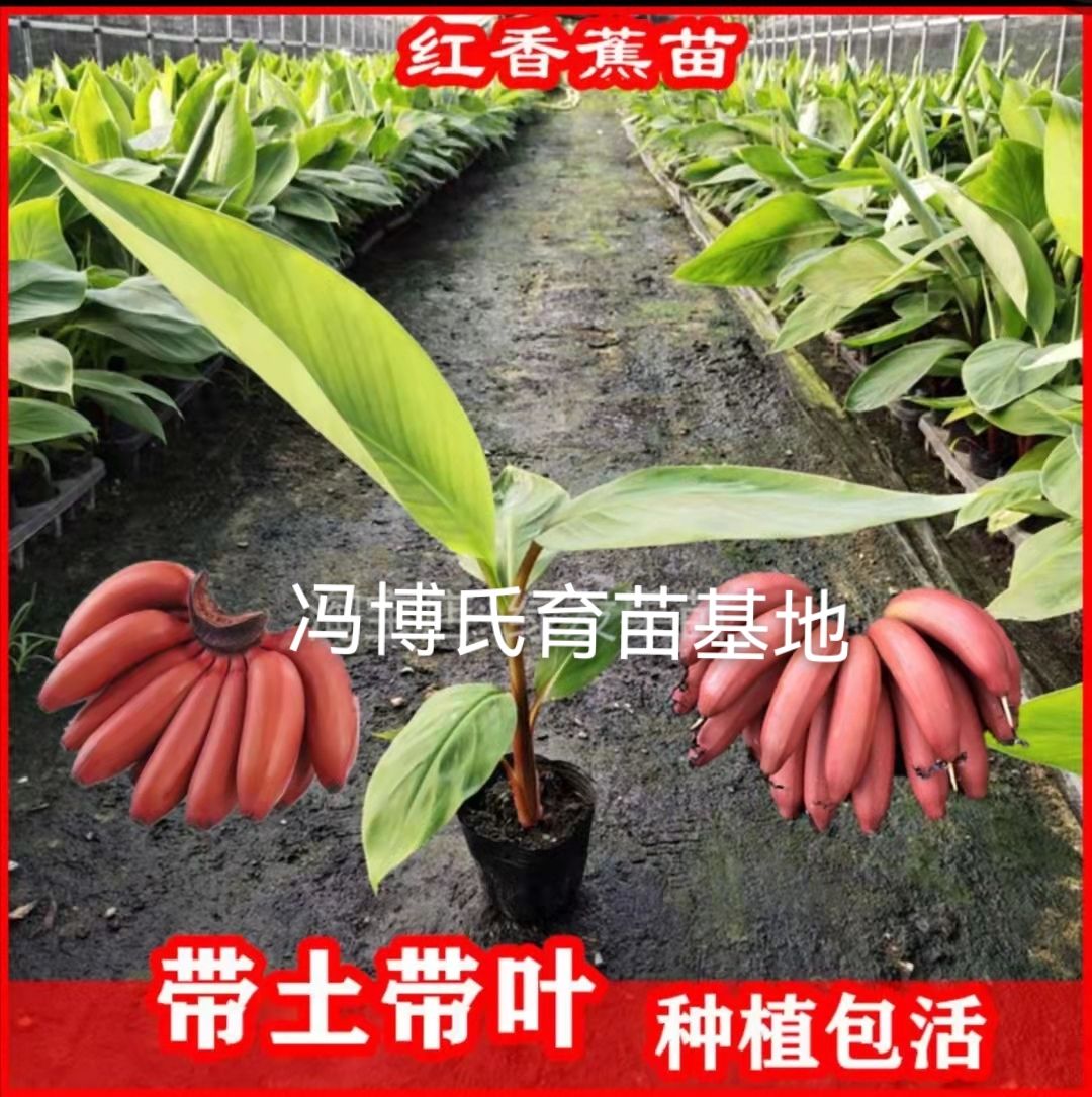 南洋红香蕉苗  红香蕉苗