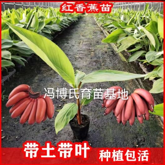 南宁南洋红香蕉苗  红香蕉苗