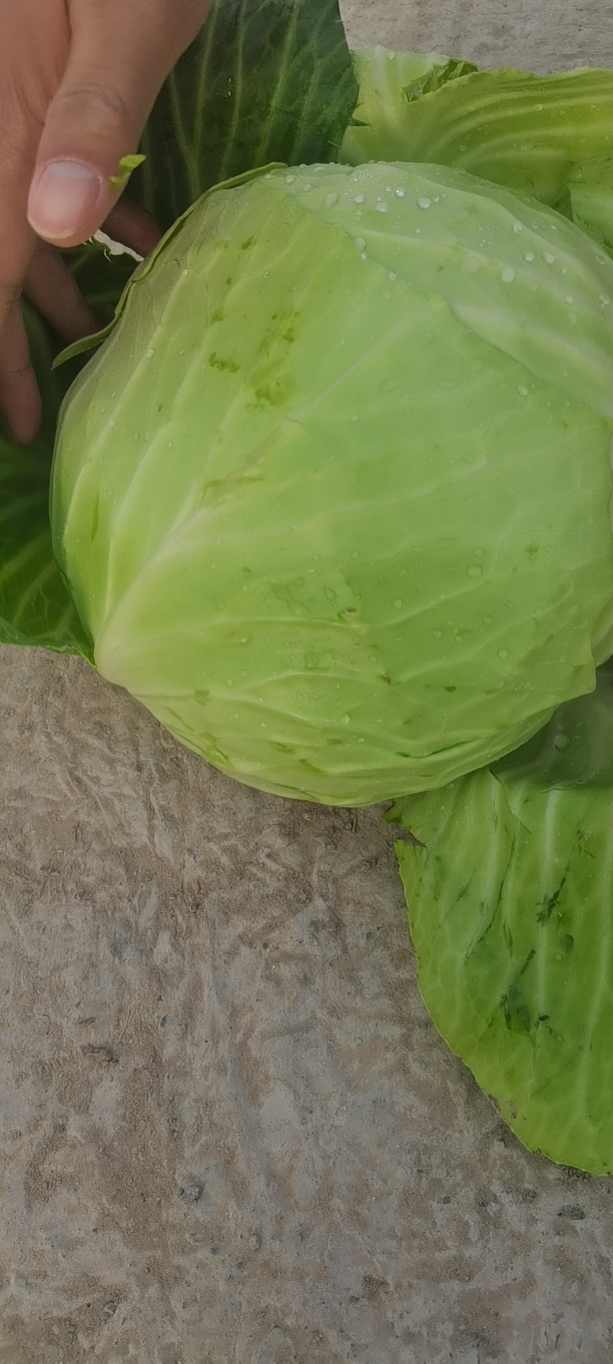 新鲜蔬菜奥奇娜甘蓝包菜  湖北嘉鱼奥奇娜包菜大量上市。优惠多