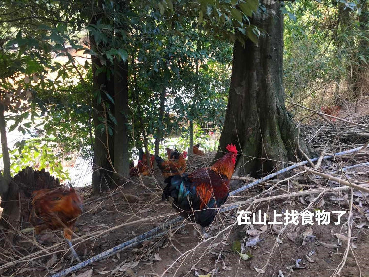 【散养老公鸡】农村散养老公鸡现杀新鲜鸡肉土鸡柴鸡走地鸡大公鸡