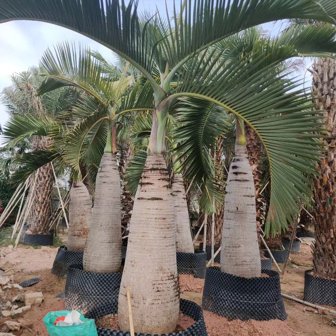 漳州酒瓶椰子树  杆高1.5米 自然高度2米 酒瓶椰子价格 大王椰子树 棕榈树