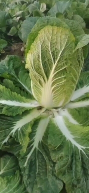 兰陵县 黄心大白菜