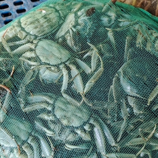 兴化市老头蟹，老头蟹是一早熟蟹虽然个头小但质量好的很，母的满黄