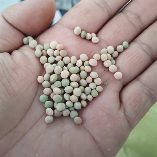 景泰县 优质建设豆，鸽粮必备，欢迎来电洽谈