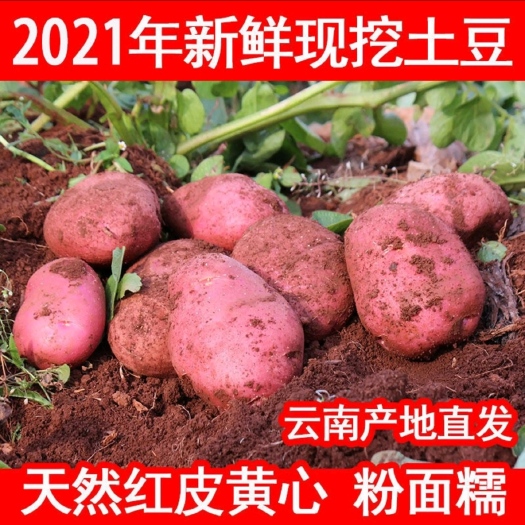 建水县合作88号一件代发云南高原土豆新鲜蔬菜洋芋红皮黄心马铃