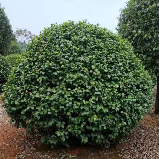 长沙 苗圃直销 精品茶花球 茶花球 茶花树 各类苗木 小苗