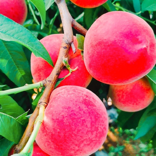 盖州市早熟水蜜桃苗 特点果面艳丽 口感甜  成熟期6月初