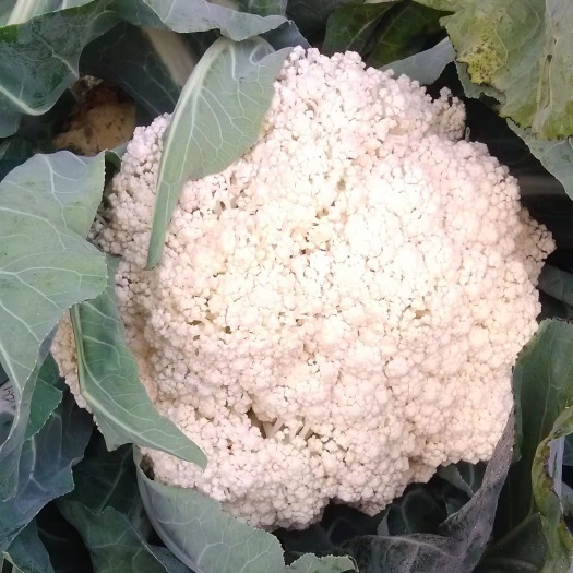 枝江市优质散花菜，产地直销，量大质优