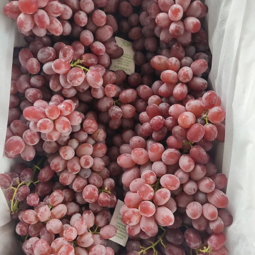 永济市精品克伦生葡萄大量出库！需要的联系