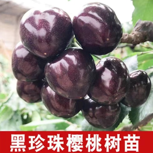 平邑县黄蜜樱桃苗  车厘子黄蜜 龙冠 美早 红灯俄八南方北方种植盆