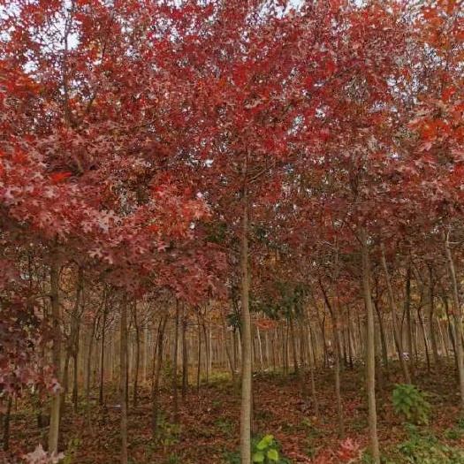 青岛北美红栎 欧洲红栎