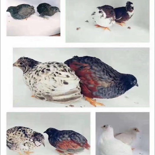 博白县变异芦丁鸡，种鸡