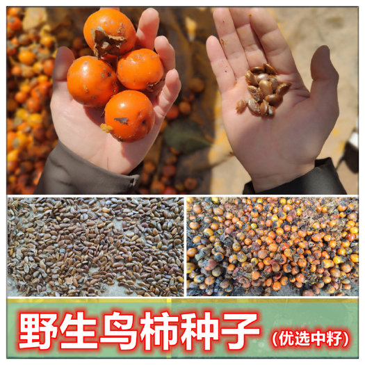 恭城县野生鸟柿种子 嫁接太秋甜柿专用 广亲和性 小果甜柿