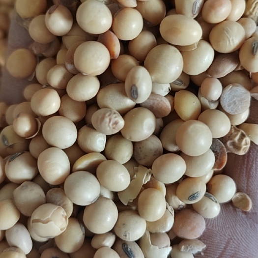 新沂市大豆  油豆