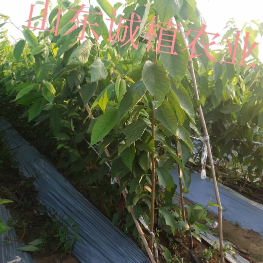 泰安 吉塞拉矮化樱桃苗