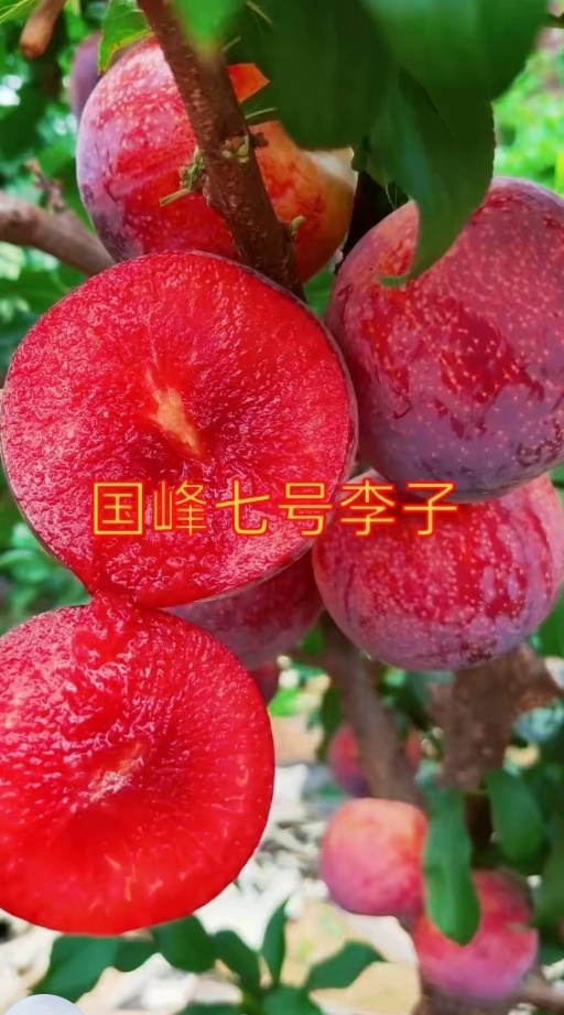 营口国峰7号李子苗  国峰七李子苗